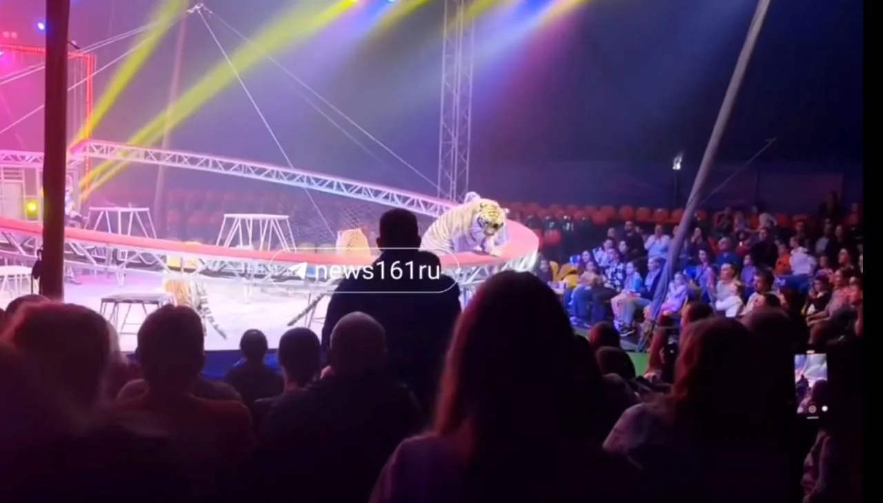 Тигр выбежал к зрителям во время шоу