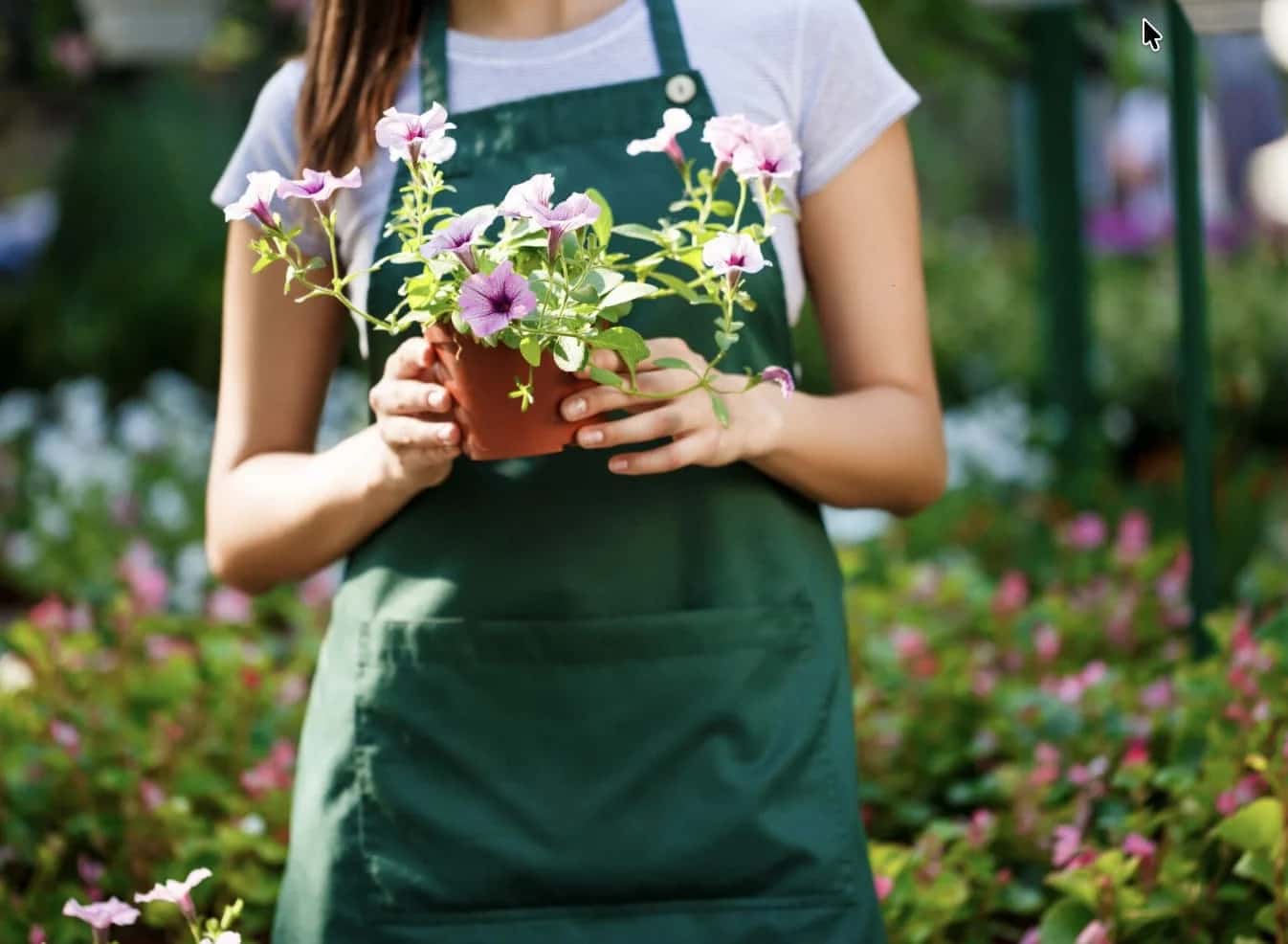15 самых неприхотливых многолетников, которые украсят ваш сад без лишних забот