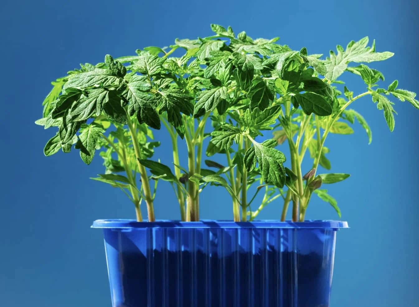 Рассада помидор вытянулась и тонкая: 3 простых действия, которые спасут урожай