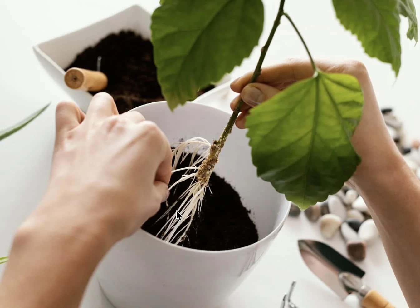 Чайная ложка на литр воды: мед пустит корни даже у сухой палки — простой способ