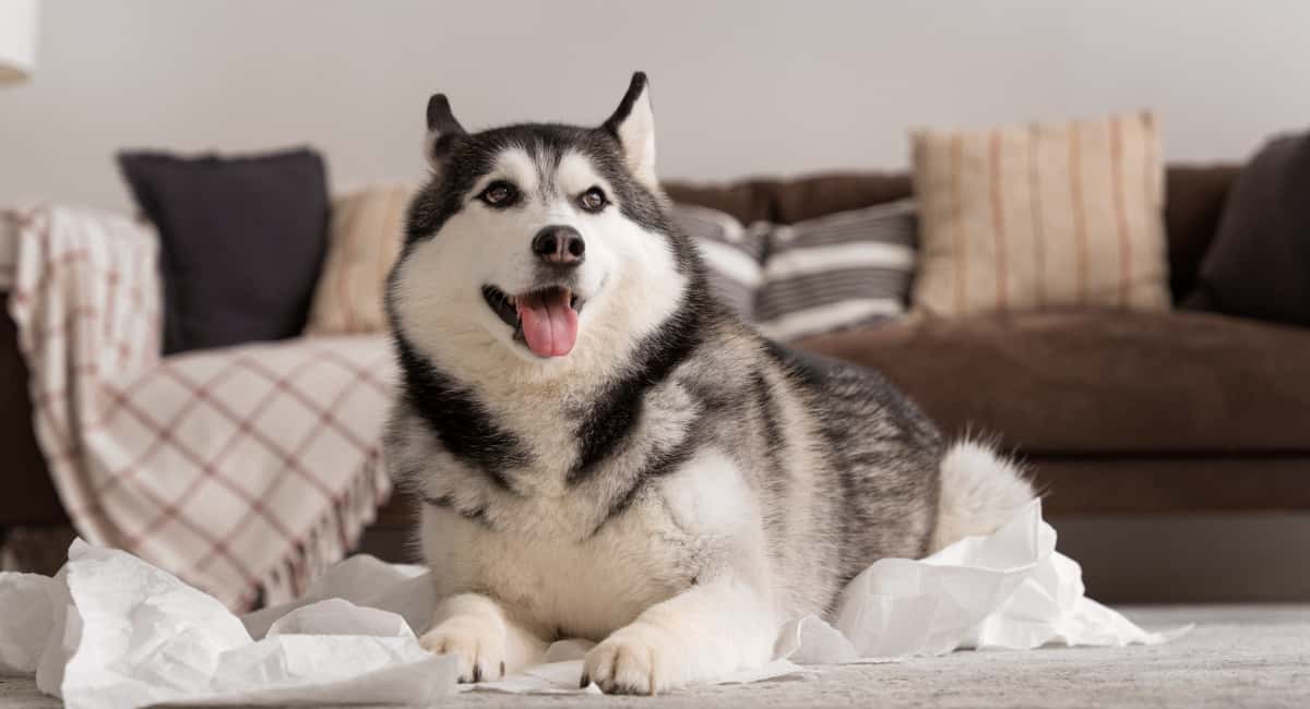 Эти собаки – самые адекватные: топ пород с наилучшим поведением