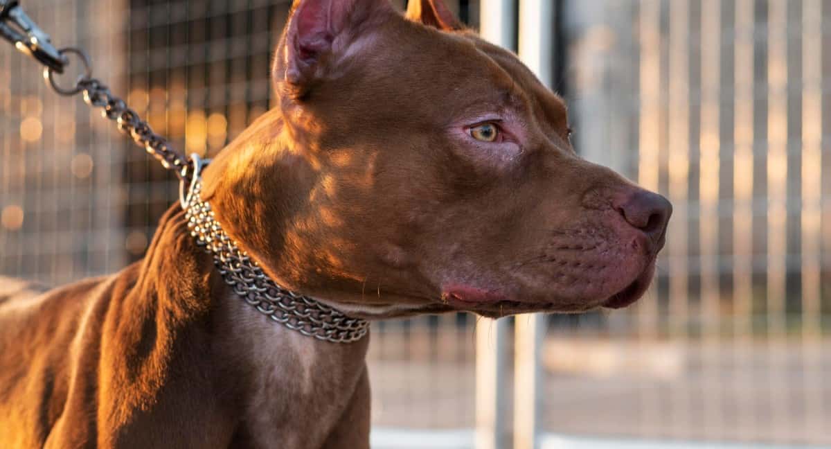 Почему собаки лают на одних людей, а на других нет: поведение, инстинкты и восприятие