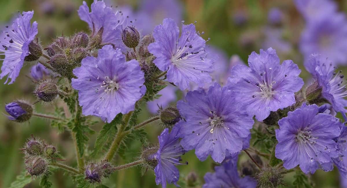 Фацелия: зачем нужна и как посеять - чудесное средство для лечения земли и не только