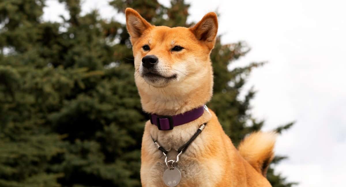 Каких людей не любят собаки больше всего: секреты собачьей интуиции