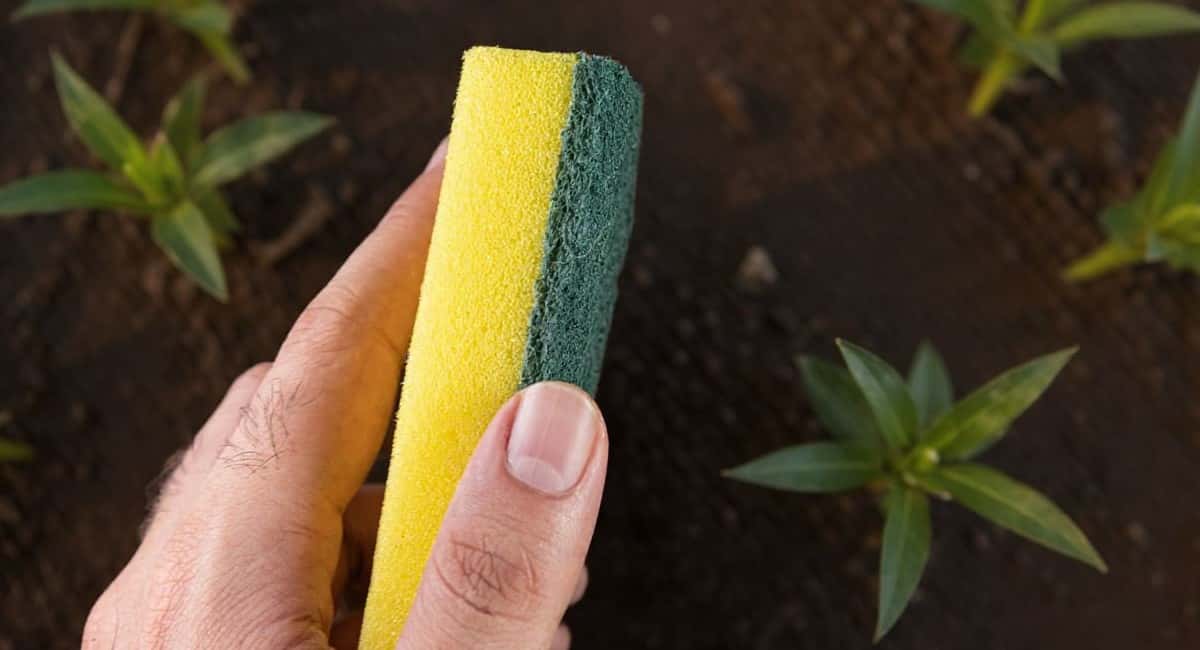 Беру губку и проращиваю семена перца: получается самая крепкая рассада на моей памяти