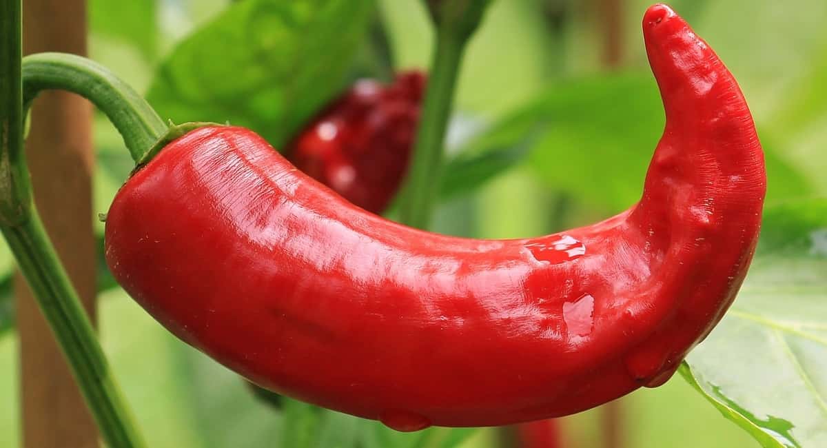 Научили сажать перец на рассаду: за перцами листьев не видно - 3 секрета урожайности