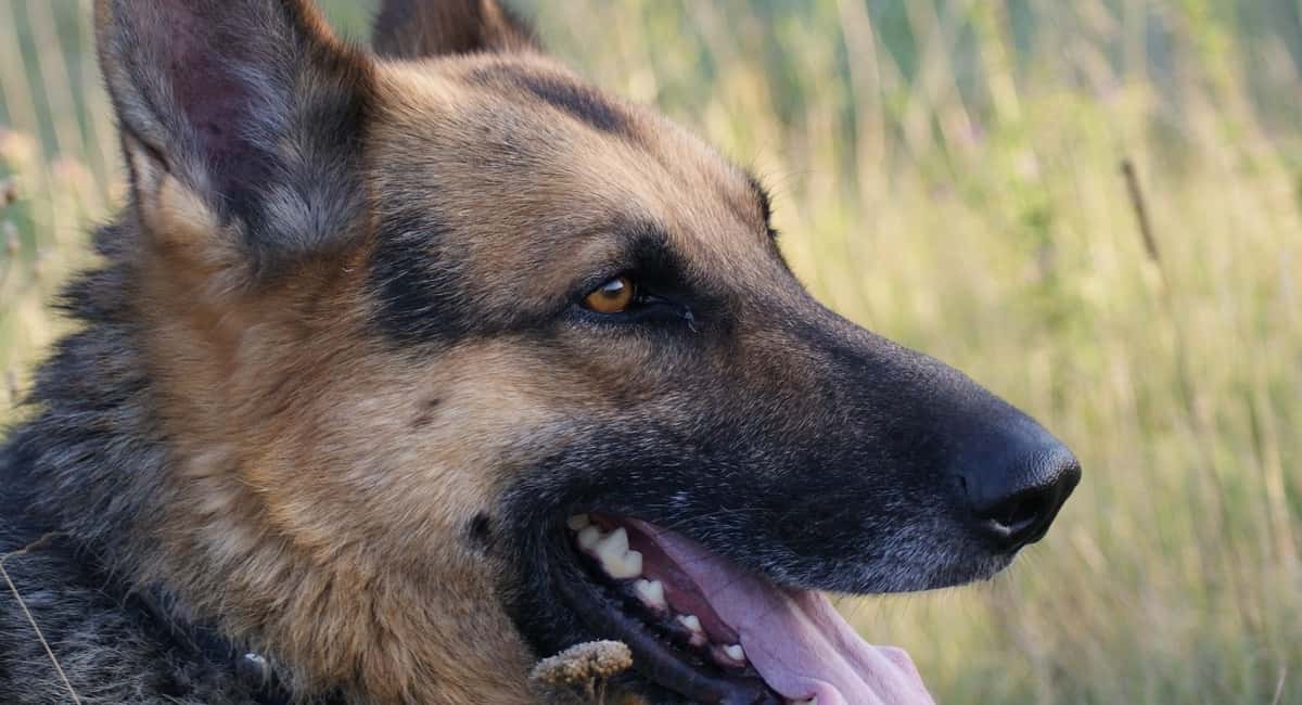 Топ-3 самых умных пород собак: кого признали лучшими в мире