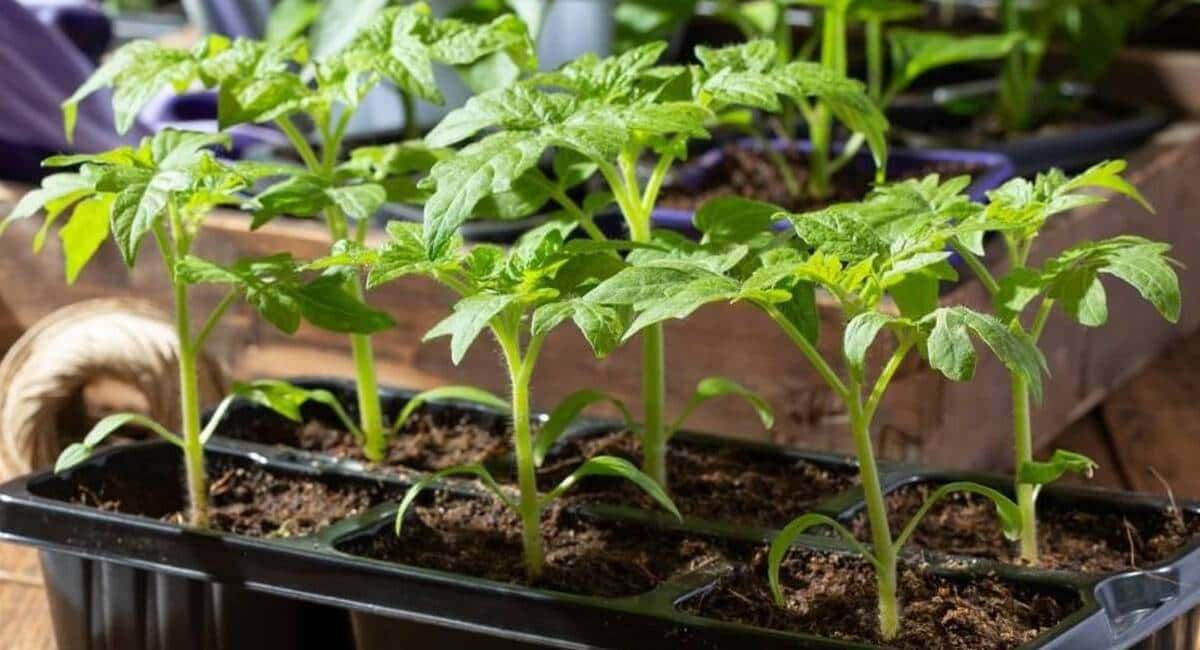 Когда рассада поникла - сразу: 1 ложка на литр воды — и утром не узнаете свои томаты