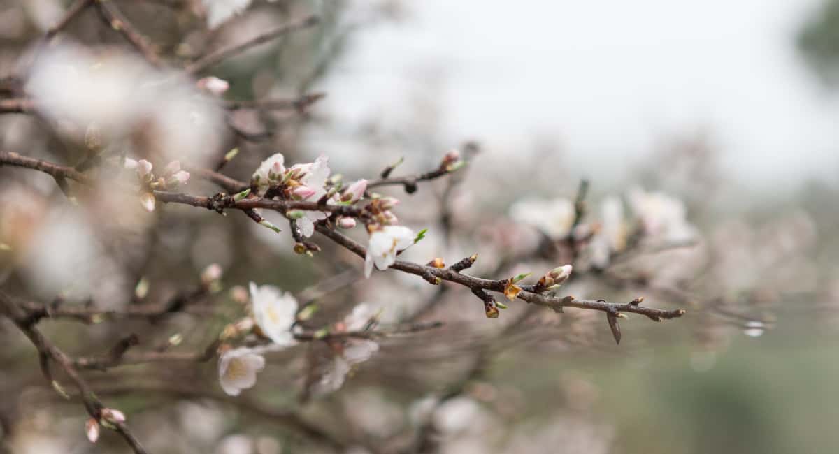 Весна наступит быстро: синоптики рассказали, когда ждать оттепель