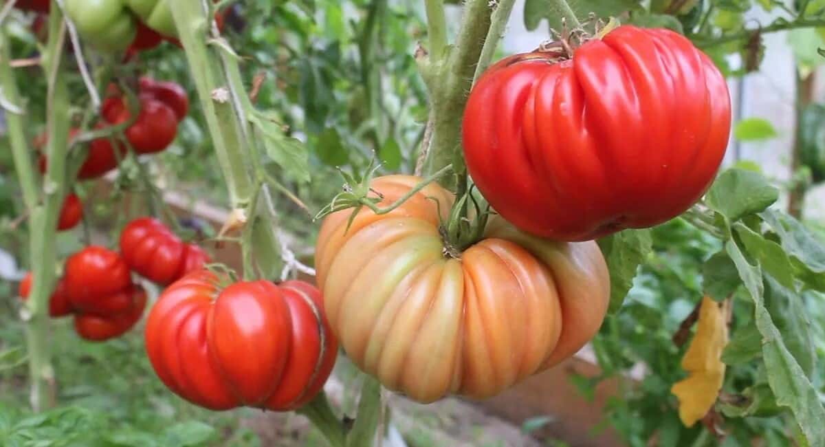 Семена этих томатов сметают пачками, купите если найдете, они не боятся заморозков и мегаурожайные