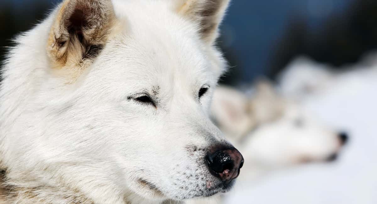 Не вздумайте брать: топ-3 породы собак, которые не подходят начинающим собаководам