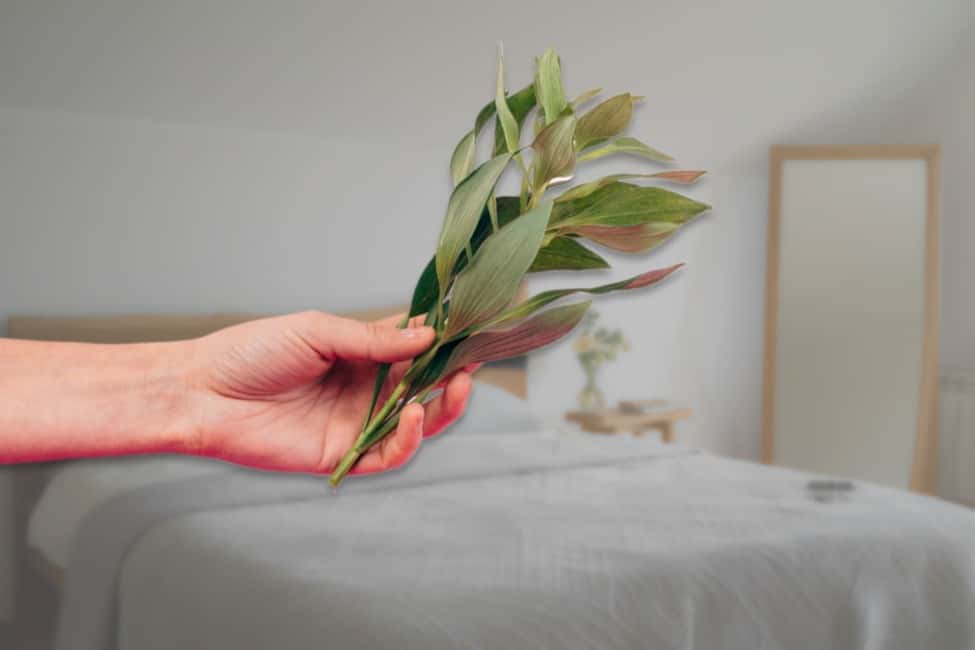 Поджигаю лавровый лист в квартире раз в неделю - настоящая находка для хозяек, которые хранят семейный очаг