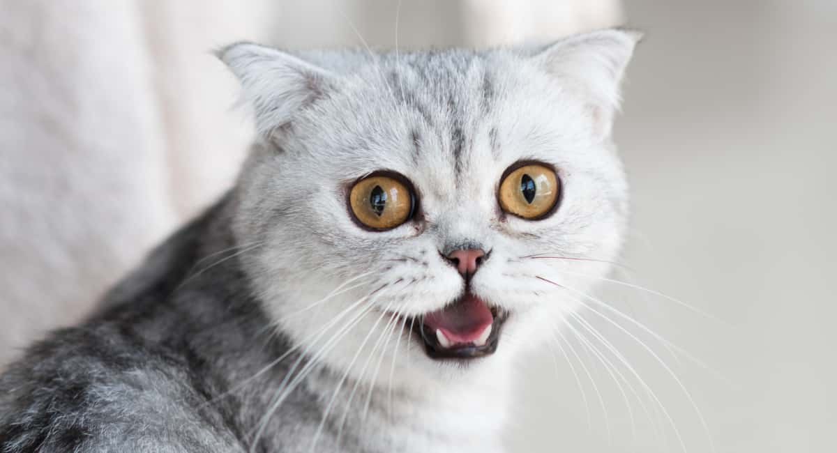 Не вздумайте так делать: почему с кошкой лучше не играть в догонялки