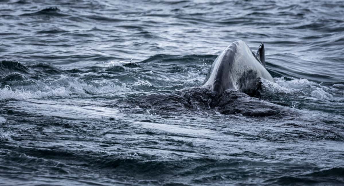 Она видела корабли эпохи алхимиков и пережила сотни зим: в Атлантики обитает хищница, способная жить дольше всех на Земле