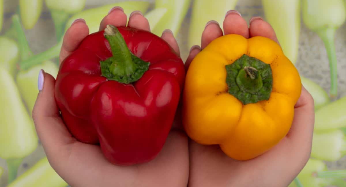 Семена перцев теперь всегда собираю только у «девчонок» — перцы-мальчики выдают пустоцветы: как выбрать нужный плод