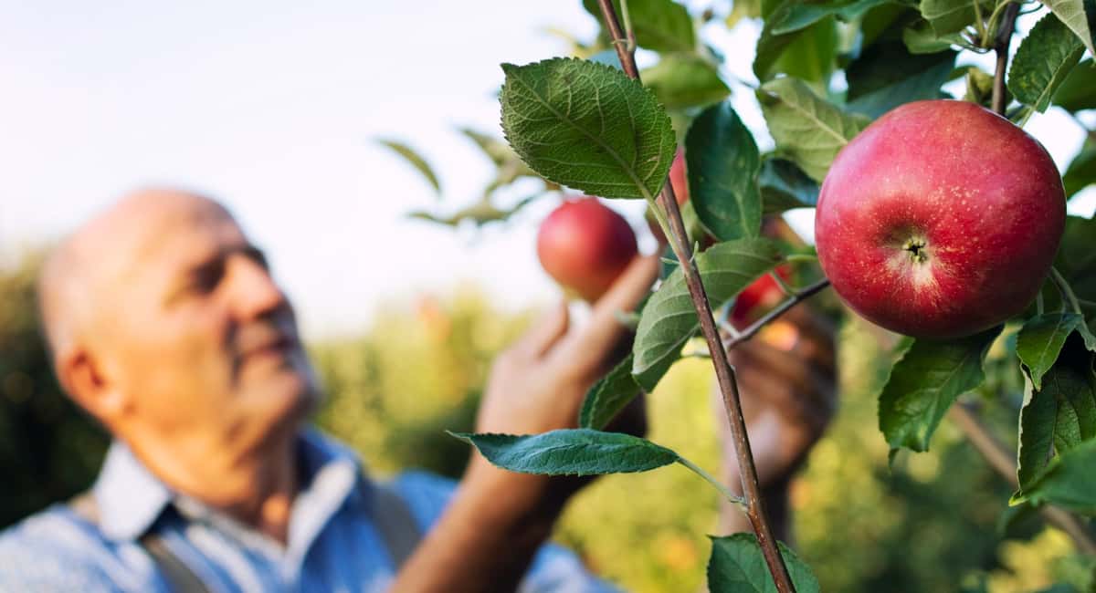 Подливаю под яблони в марте 2 ведра раствора. Урожая летом будет в 3 раза больше, плоды крупные и наливные