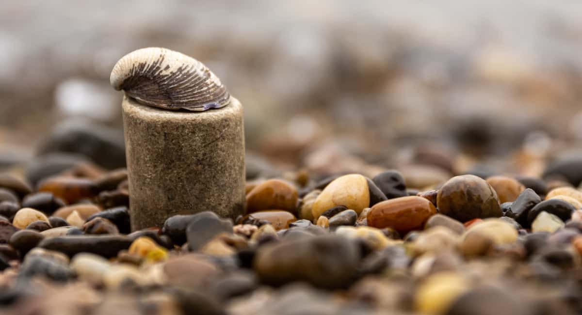 Он помнил динозавров, но не спешил умирать: в океане нашли моллюска, которому полтысячи лет не предел