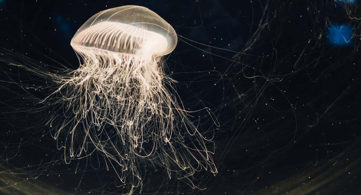 Бессмертная медуза, которая не взрослеет: существо, научившееся отматывать время вспять