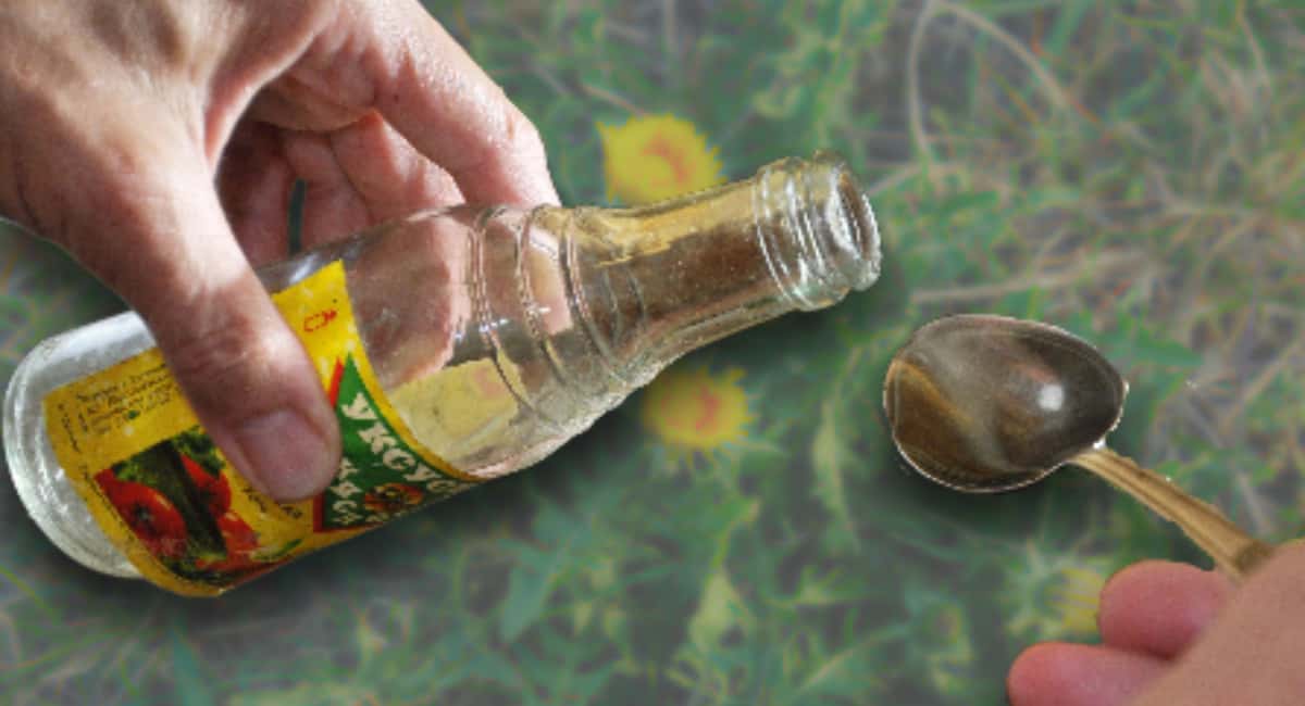 После схода снега покупаю 3 литра уксуса: подсказал старичок из деревни — дома спокойно весь сезон