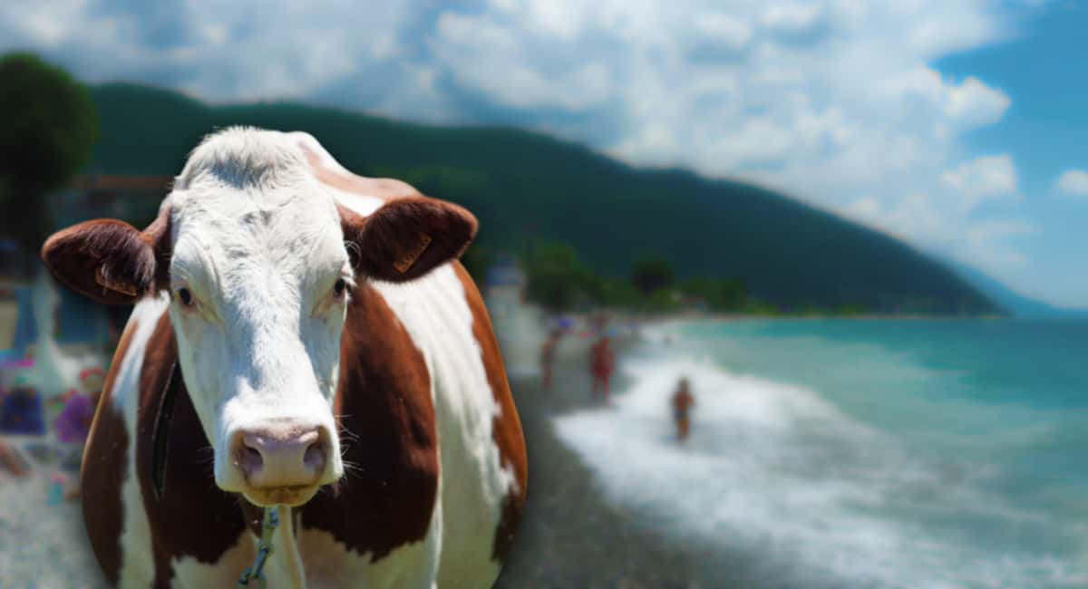 «Коровы на пляже, змеи и невкусная еда»: туристы раскрыли правду об отдыхе в Абхазии