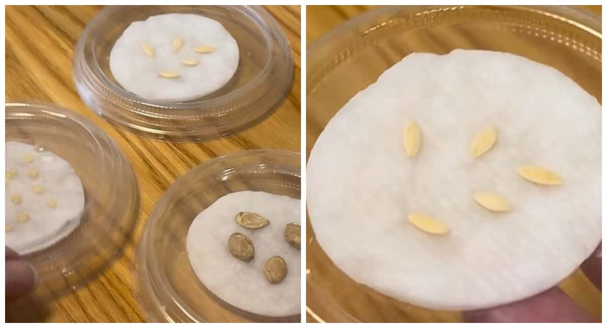 Крышки от сметаны больше не выбрасываю: проращиваю в них семена «по-хитрому» — идеальная всхожесть