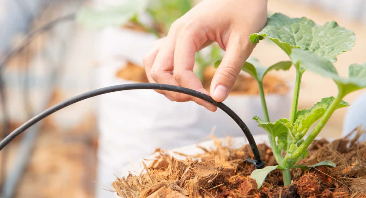 Капельный полив из шланга — прошлый век: показываю автополив, который включается сам, когда почва сохнет