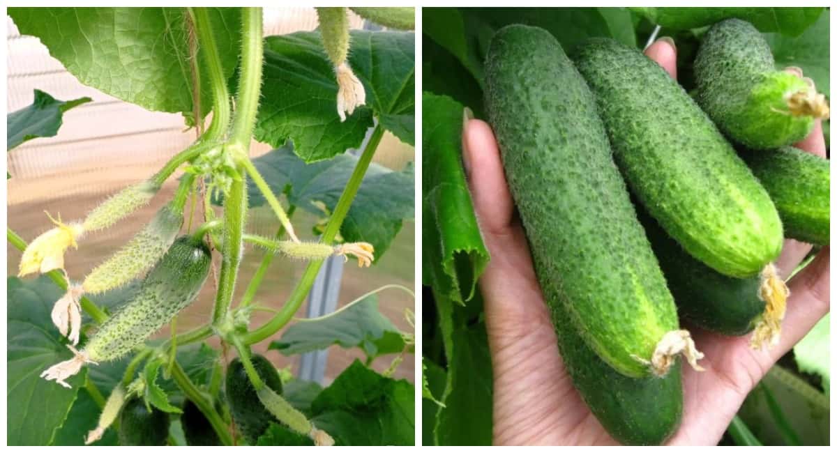 Хрустящие огурчики уже через 34 дня: этот сладкий сорт прет как танк даже в холода — до 8 молодцов в узле