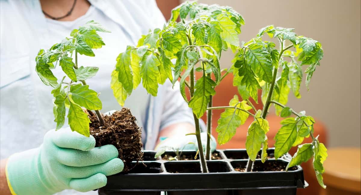 Сыплю 3 гр. порошка – и рассада прет как на дрожжах: не стебли, а крепкие канаты