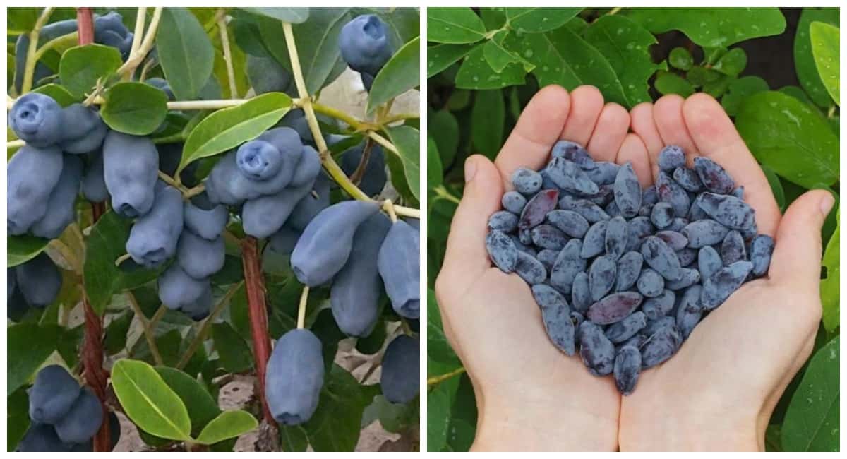 5 литров под куст – и гроздья сочных ягод облепят куст как мухи варенье: копеечная подкормка жимолости в марте