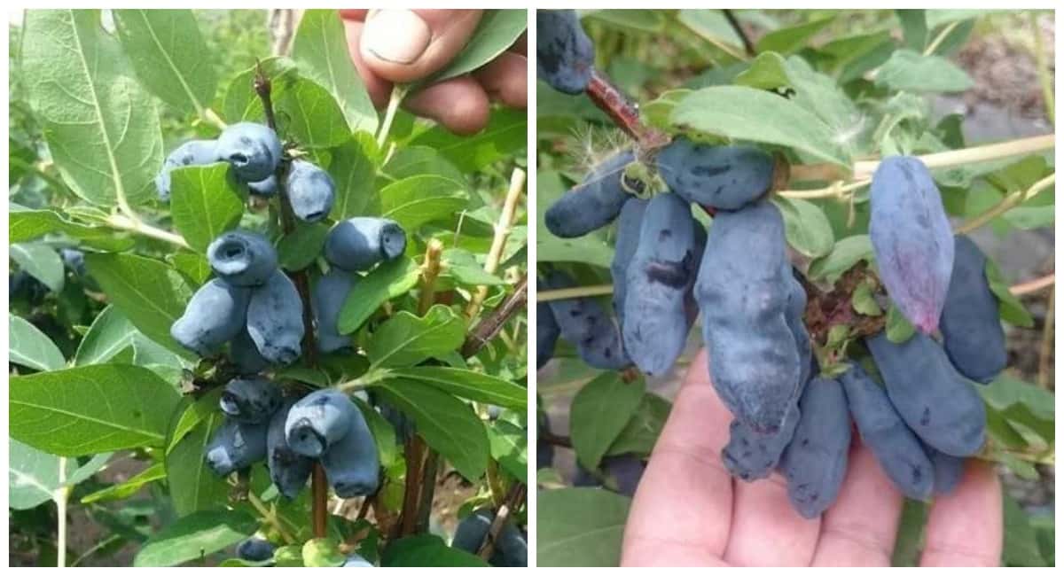 До набухания почек — обязательно: сыплем вокруг жимолости 3 пригоршни порошка — собираем ягоды ведрами