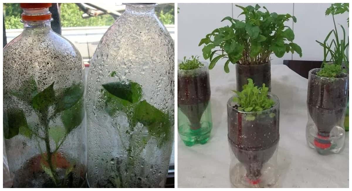 Пластиковые бутылки не выкидываю: разрезаю на 3 части и получаю очень полезную вещь для рассады