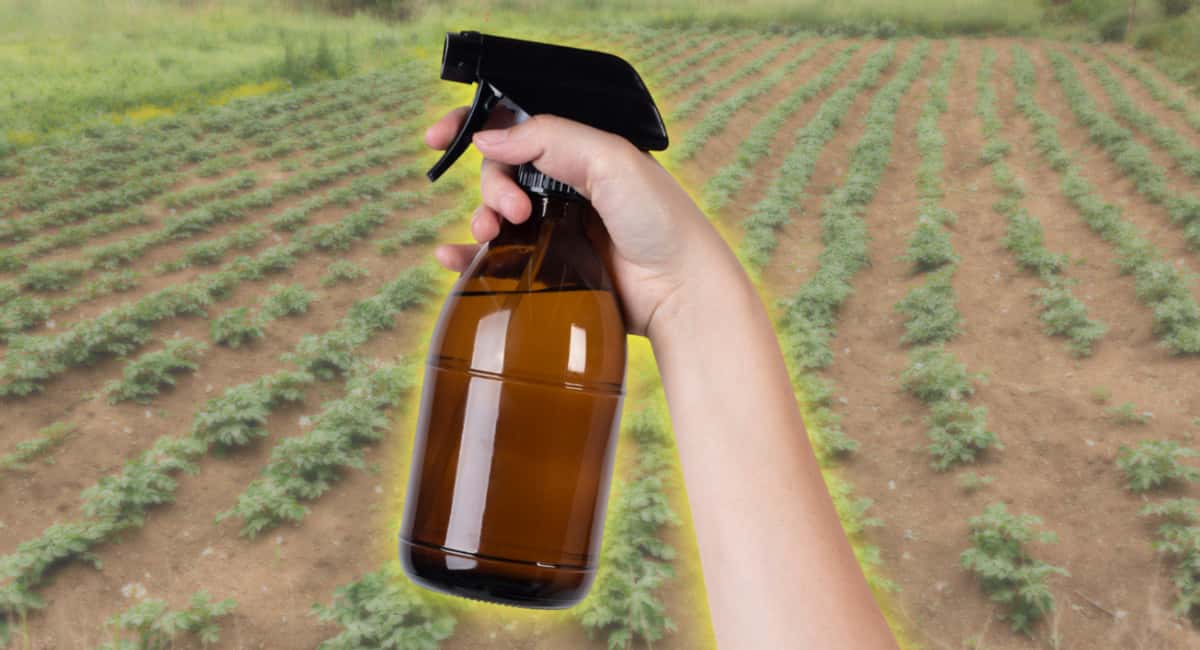 15 мл в ведро — опрыскиваем картофель перед посадкой: колорадского жука ветром сдует