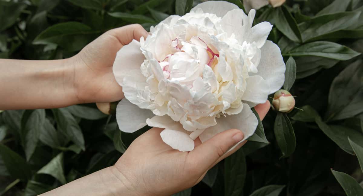 1 щепотка порошка в лунку — и пионы шапками цветут: соседи обзавидуются размеру бутонов