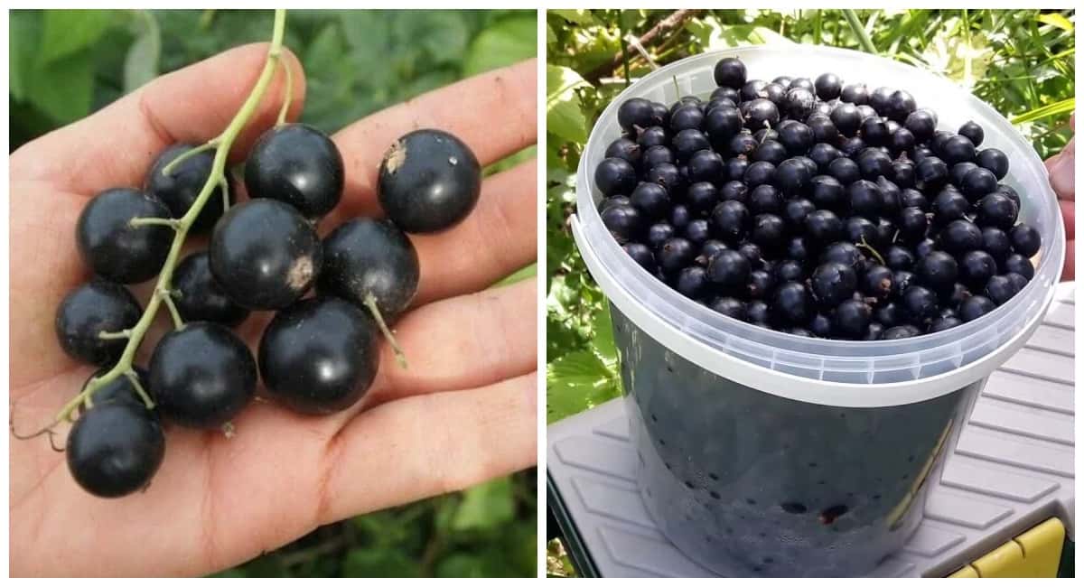 Готовлю "кисель" для смородины: поливаем сразу после схода снега - и ягоды загребаем  ведрами