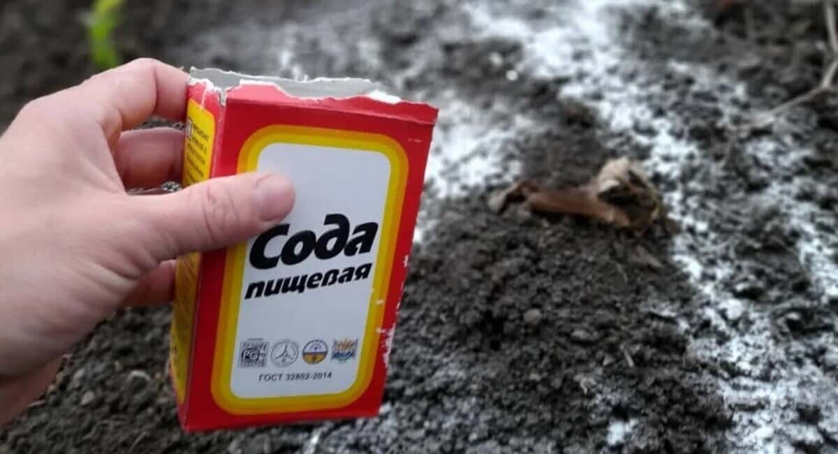 Ушлые дачники весной скупают соду пачками — это обязательно: от вредителей и для урожая — 3 лайфхака