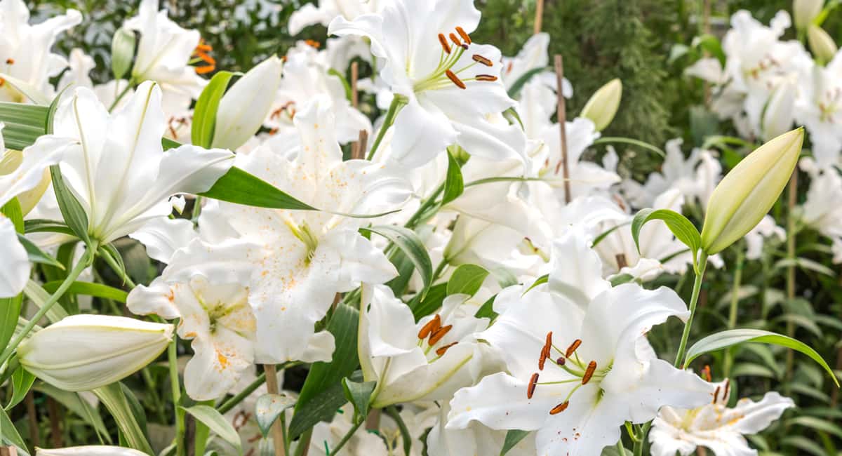 Стакан молока на ведро воды — и лилии цветут как бешеные: простой сектор пышного цветения 