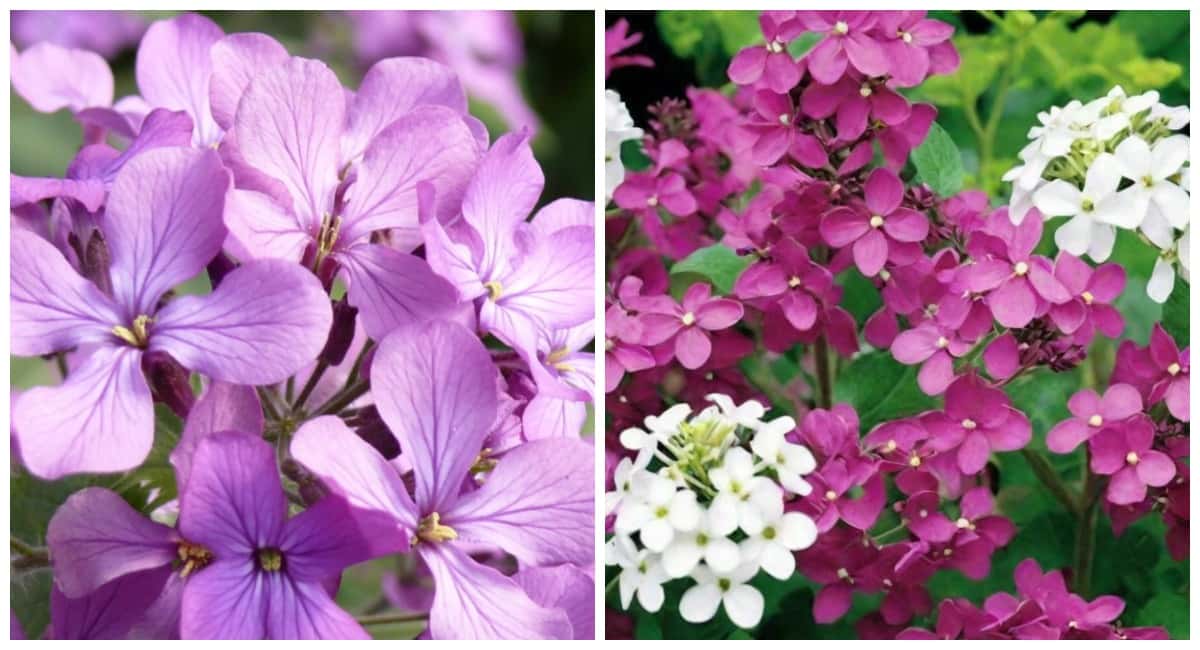 Эта красавица как элитные духи и стоит в вазе 12 дней: многолетник, который сильнее пахнет ночью