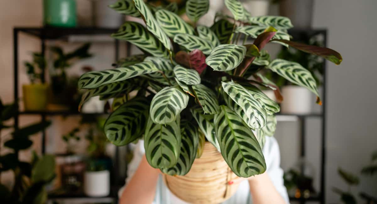 Высасывают все силы и здоровье: 3 растения-вампира, которые не стоит держать дома