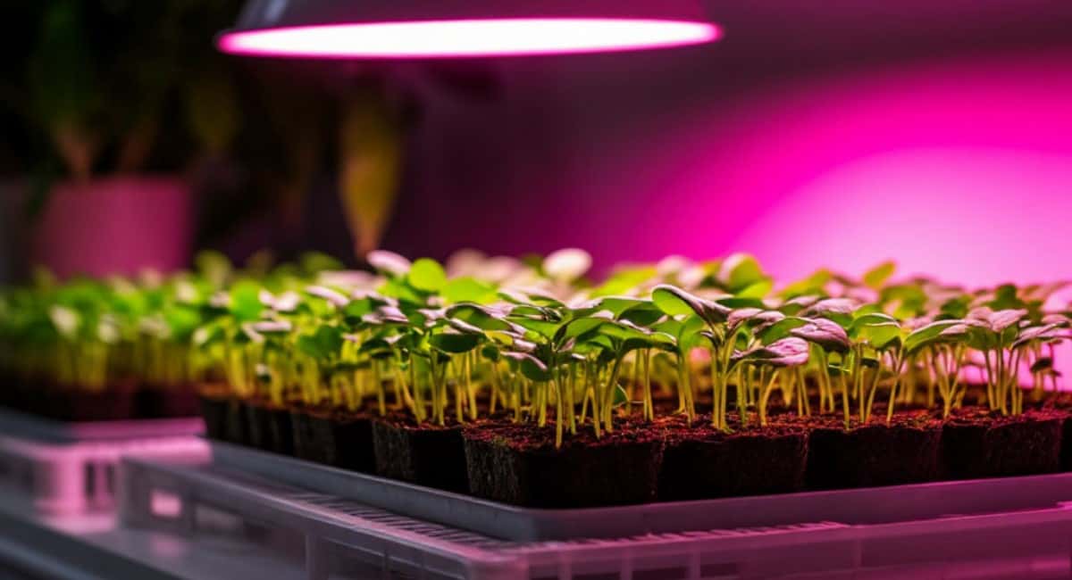 Выключаю лампы на ночь и вот почему: рассада перестала вытягиваться и пошла вширь