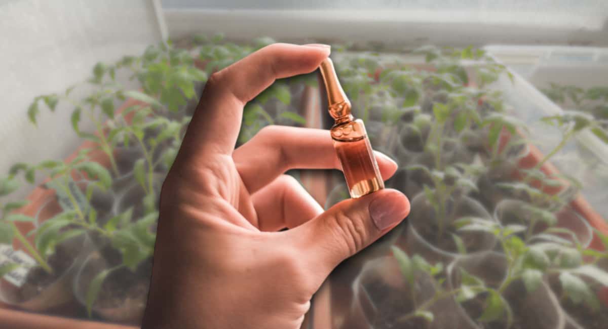 Развожу 1 ампулу в ведре воды — и томаты растут как на дрожжах: стебель в палец толщиной за неделю