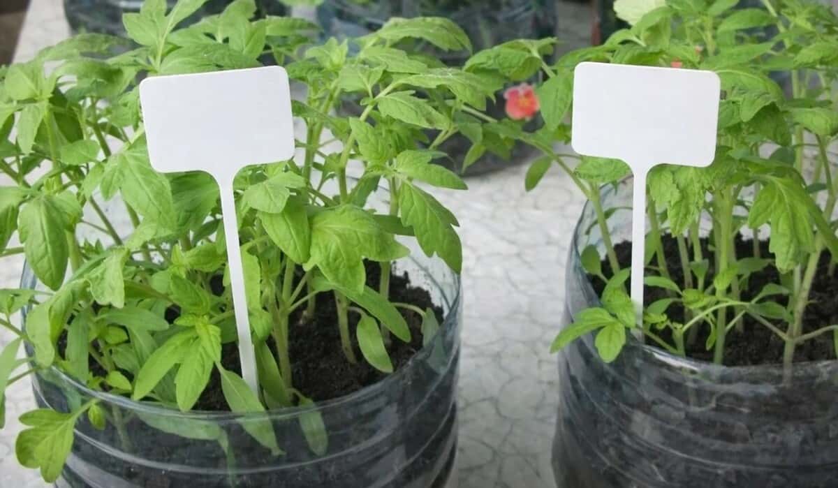 Никаких стаканчиков: сажаю семена сразу в пятилитровки — томаты растут быстрее в 2 раза