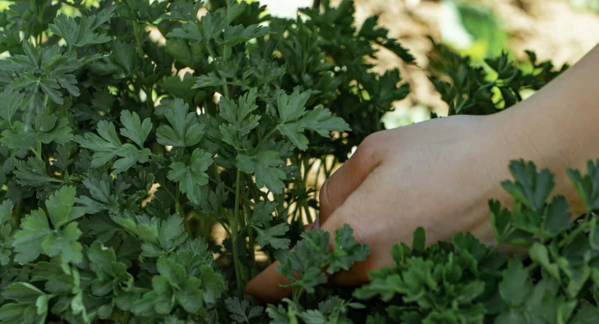 Петрушка не всходила 5 лет, пока я не узнала одну хитрость: результат превзошел все ожидания