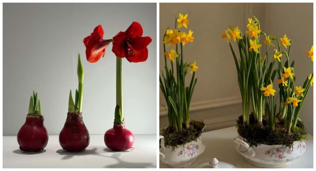 Дарить на 8 марта букеты больше не модно: новый тренд захватил Россию в 2026