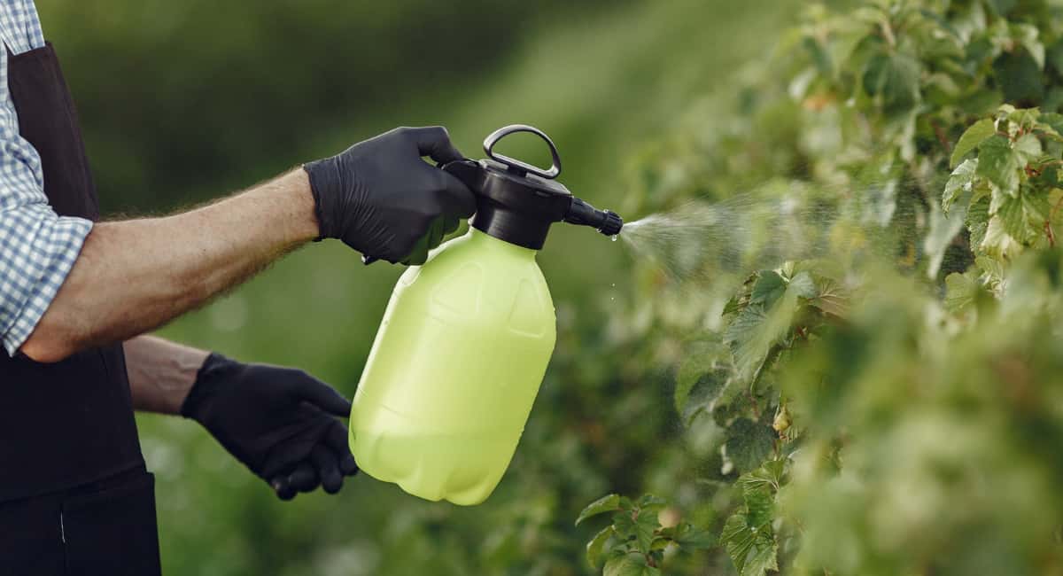 Дачники в СССР всегда боролись с вредителями без химии: бесплатные натурпродукты — тли как не бывало