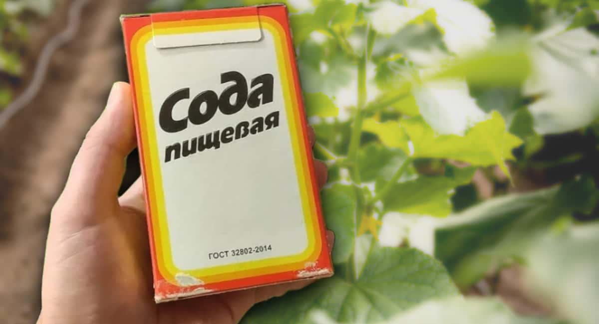 Поливаем огурцы содой: какой эффект дает пищевая сода, как и когда правильно вносить эту подкормку