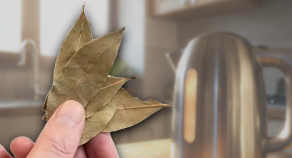 4 листа на чайник и кипятим: он снова блестит внутри, как будто с магазинной полки