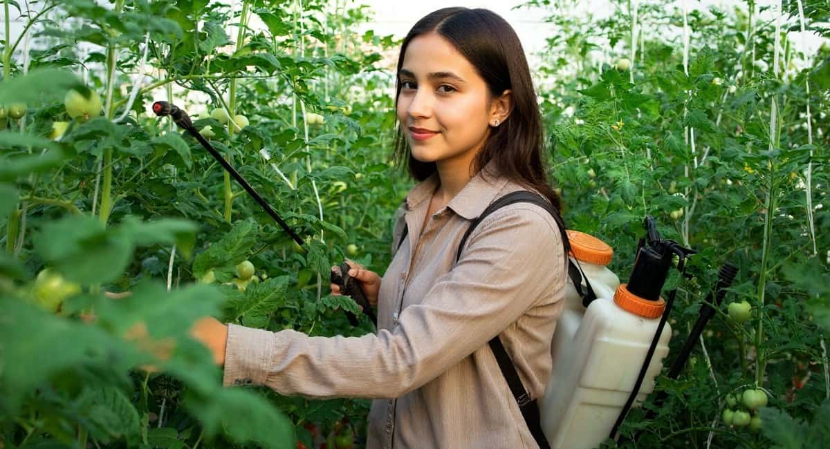 Фитофтора исчезнет навечно: просто прыскаю 1 жижу на сеянцы — море завязей, помидоры некуда девать