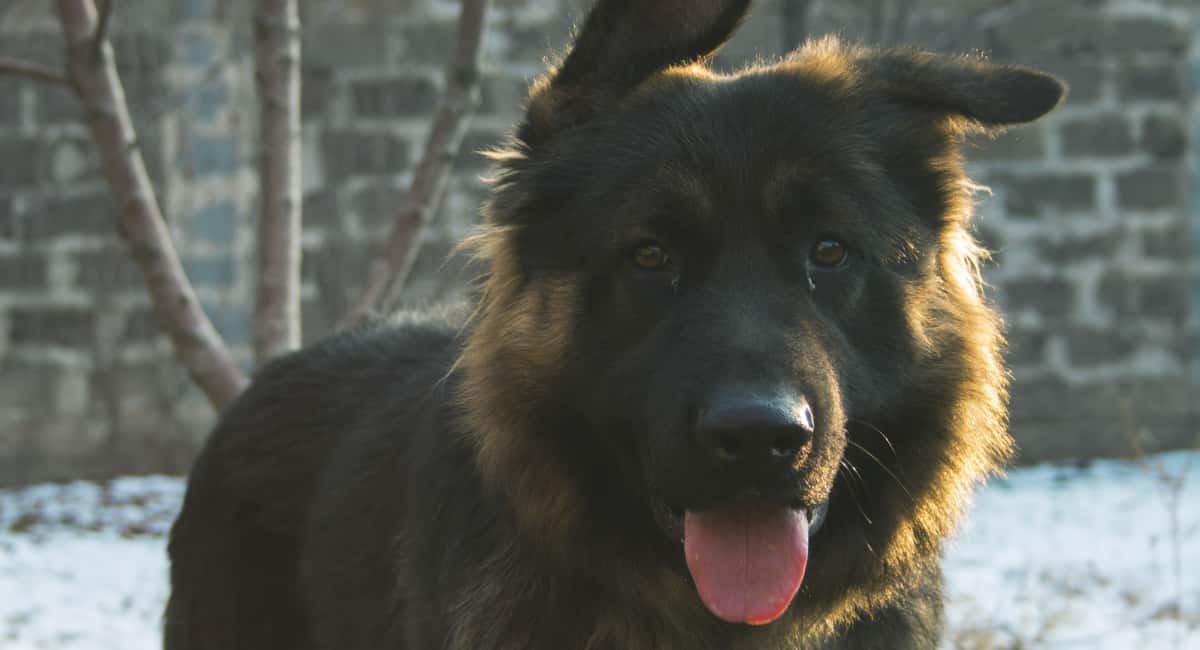 5 пород собак, которые защищают лучше ФСБ: вот почему их берут в полицию