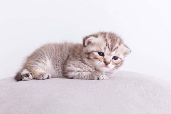 Для тех, кто вечно работает: 5 пород кошек-интровертов - не страдают в одиночестве