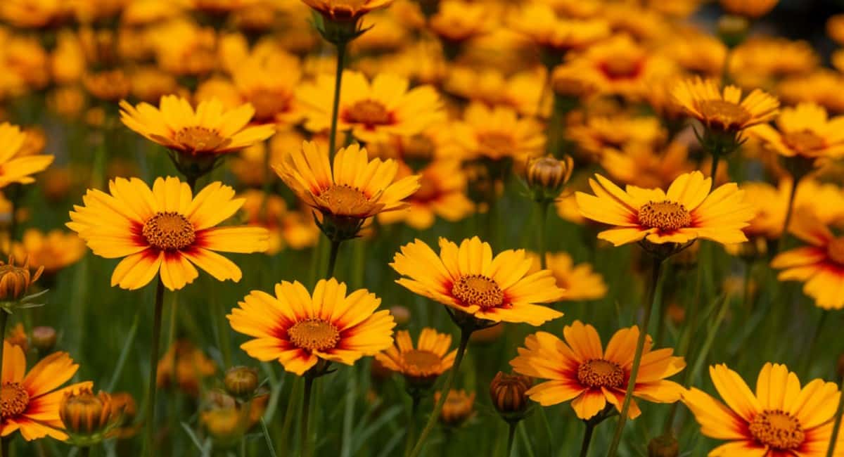 Роскошный многолетник, который цветет до глубокой осени: прост в уходе и неприхотлив